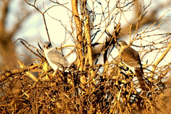 001 Melanistic and Normal Earl 2015-03-19 07-50-45 AM 3162x2116