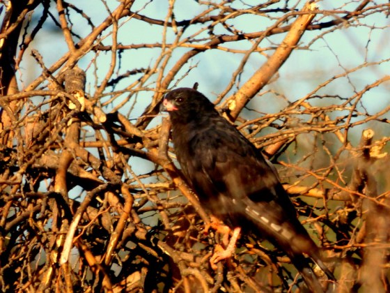 Melanistic Gabar Goshawk