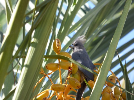 White-backed mousebird