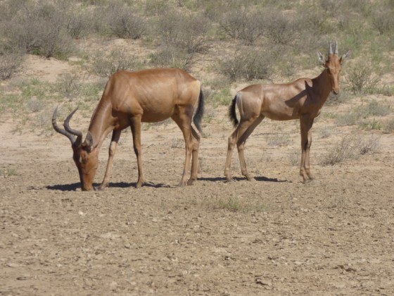 Red Hartebeest