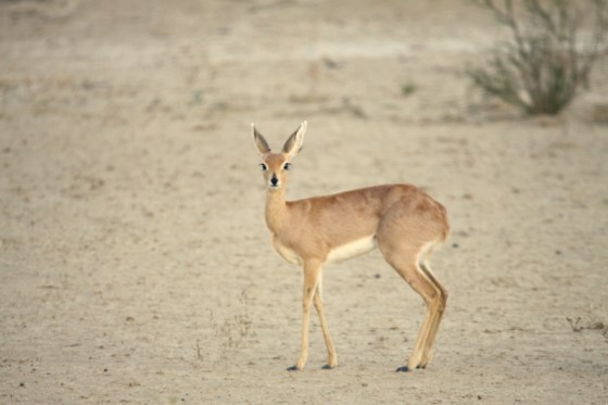 001 Steenbok Earl 2015-03-17 06-45-58 AM 4752x3168