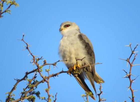 Black Shouldered Kite
