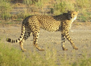 002 Cheetah Helen Powershot 2015-03-29 07-06-00 AM 3146x2268
