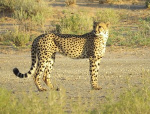 002 Cheetah Helen Powershot 2015-03-29 07-06-02 AM 3299x2516