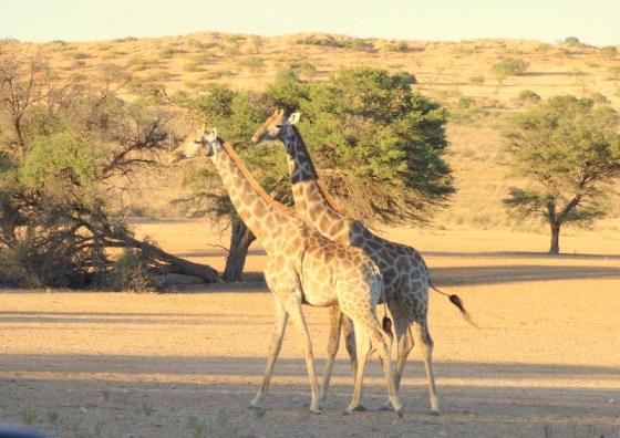 Giraffe matching their background