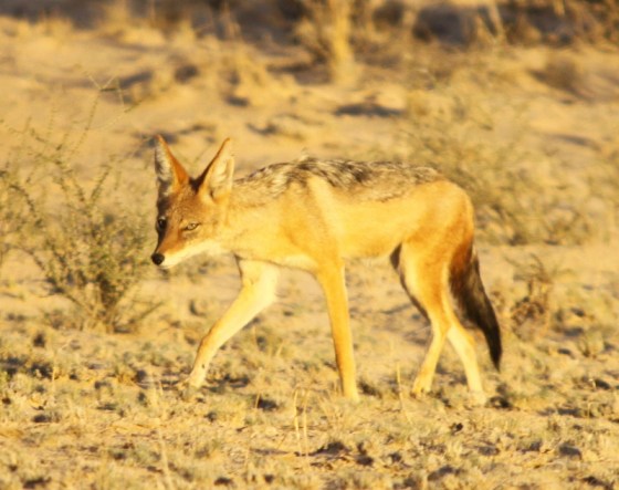 What a beautiful jackal I am