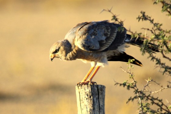 002 Juvenile PGC Earl 2015-03-17 07-02-47 AM 2699x1810