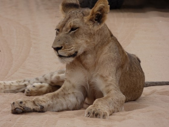 002 Lion Cub Helen 2015-03-18 05-35-31 PM 4608x3456