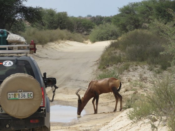 002 Red Hartebeest drinking from a road puddly 2015-03-25 12-20-51 PM 4608x3456