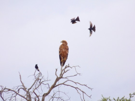 002 Tawny and Ant eating chats 2015-03-30 09-35-57 AM 4608x3456