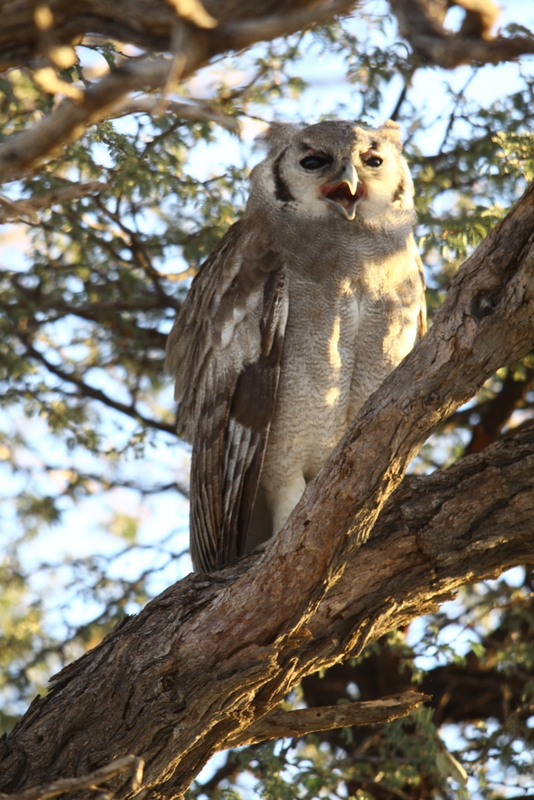 002 Vereaux's Screeching 2015-03-26 07-02-30 AM 3168x4752