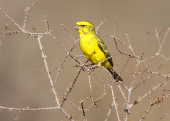 Yellow Canary