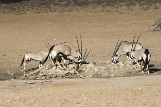 Gemsbok drinking at Dalkeith