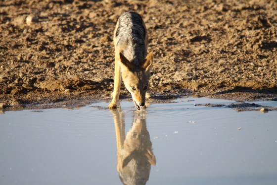 003 Jackal Earl 2015-03-14 07-48-55 AM 4752x3168