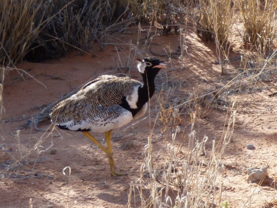 003 Northern Black Korhaan 2015-03-15 08-24-17 AM 1751x1314