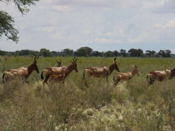 003 Red Hartebeest 2015-03-25 12-51-35 PM 4608x3456