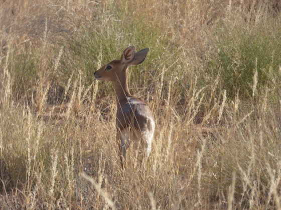 003 Steenbok Helen 2015-03-15 08-08-58 AM 4608x3456