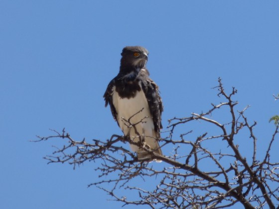 004 Black-chested Snake-eagle HELEN 2015-03-27 12-13-22 PM 2618x1966