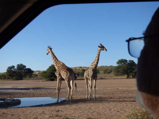 004 Giraffe Helen 2015-03-14 07-50-39 AM 4608x3456