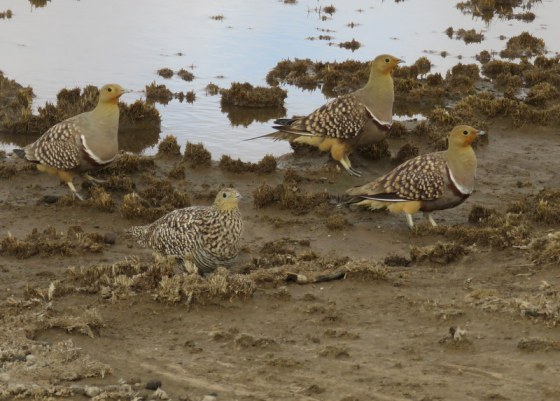 004 Namaqua Sandgrouse 2015-03-24 08-48-10 AM 4608x3456