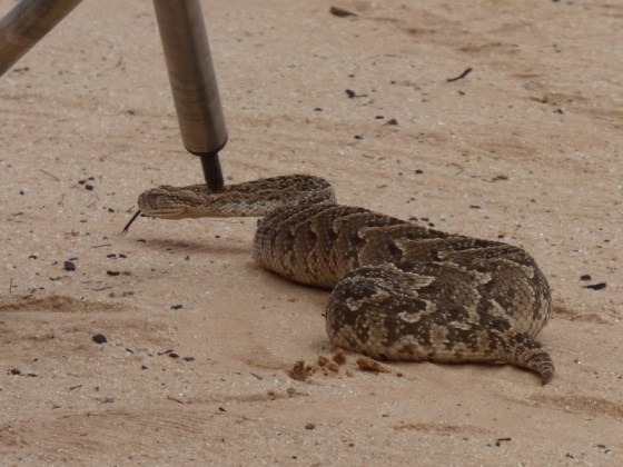 004 Puff adder 2015-03-25 01-25-37 PM 2618x1965 2015-03-25 01-25-37 PM 2618x1965