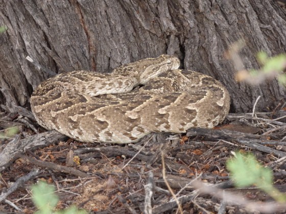 004 Puff Adder under tree 2015-03-25 01-42-27 PM 4608x3456