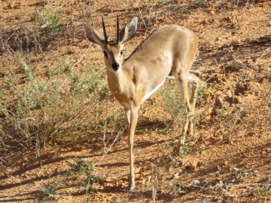 004 Steenbok 2015-03-28 09-02-53 AM 2618x1965
