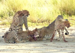 005 Cheetah Helen Powershot 2015-03-29 08-59-13 AM 3588x2548