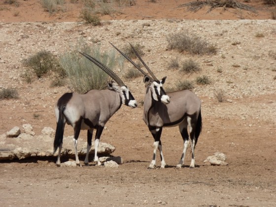 The signature animal of the park - Gemsbok (Oryx)