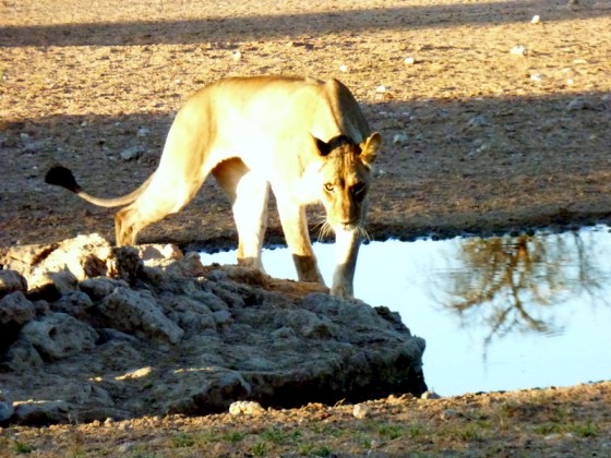 005 Lion Earl 2015-03-14 07-17-57 AM 800x600