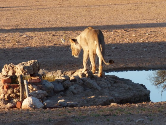 005 lion Helen 2015-03-14 07-18-13 AM 800x601