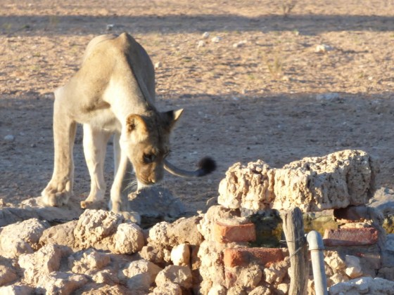 005 Lion Helen 2015-03-14 07-18-38 AM 800x601