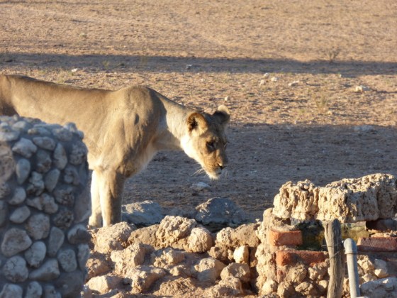 005 Lion Helen 2015-03-14 07-18-51 AM 800x600