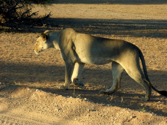 005 Lion Helen 2015-03-14 07-22-54 AM 800x600