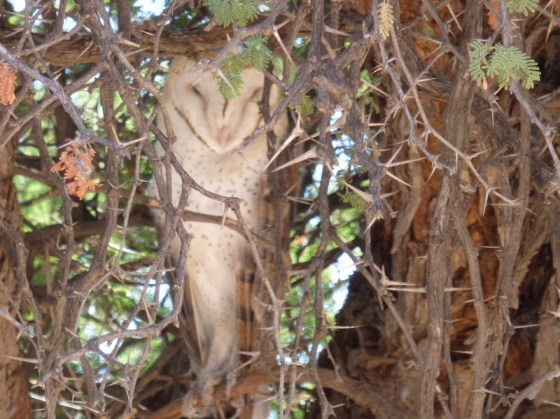 Unusual to fine a barn owl