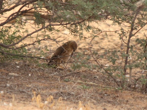 006 Gabar Juvenile with prey Earl