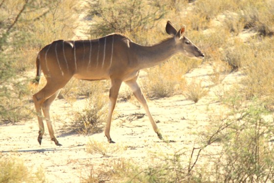 006 Kudu female Earl 2015-03-17 08-47-53 AM 2699x1810
