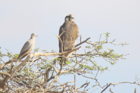 The dove stays close to the Lanner where he can see him