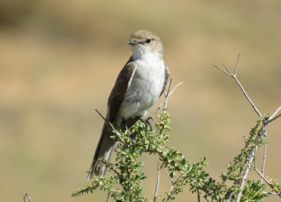 006 Marico Fly-catcher Helen Powershot 2015-03-28 09-55-33 AM 2726x1966