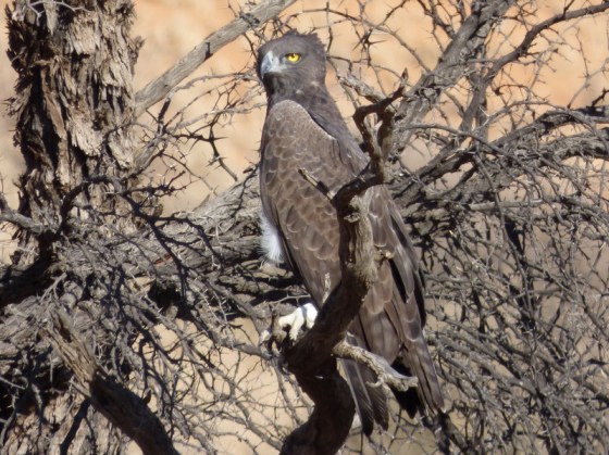 006 Martial Eagle Helen 2015-03-14 08-31-16 AM 2621x1961