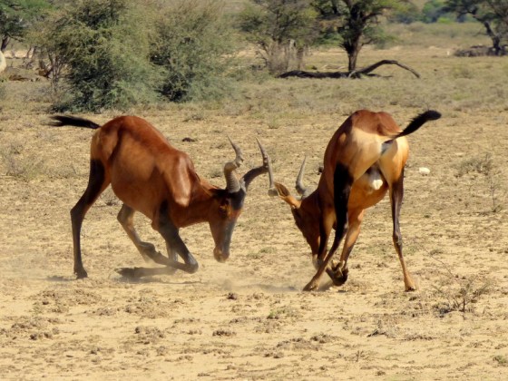 Red Hartebeest confrontation