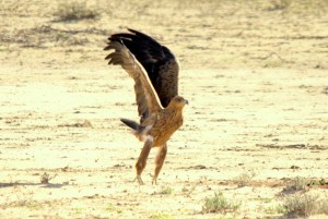 006 Tawny 2015-03-29 08-42-47 AM 2699x1810