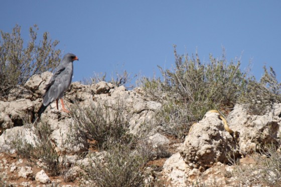 007 PCG and Snake Earl 2015-03-14 09-42-59 AM 3163x2108