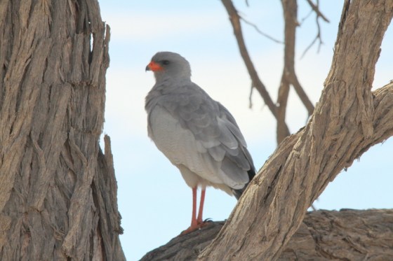 Pale Chanting Goshawk