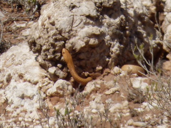 007 Snake Helen 2015-03-14 09-46-29 AM 2618x1965