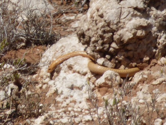 007 Snake Helen 2015-03-14 09-46-35 AM 2618x1965