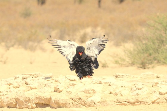 008 Bateleur landing Earl 2015-03-16 12-25-48 PM 4752x3168