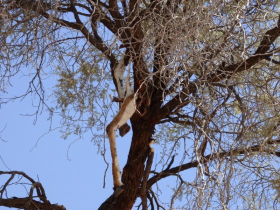 The lions left this for the poor leopard