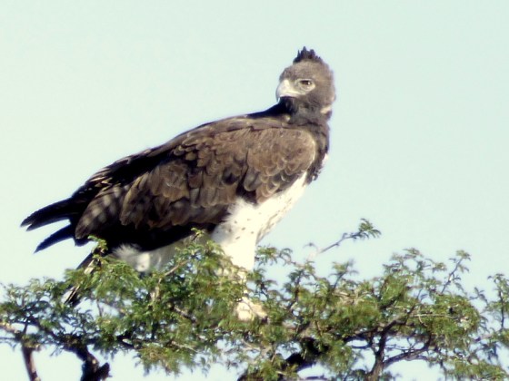 A lovely Martial Eagle