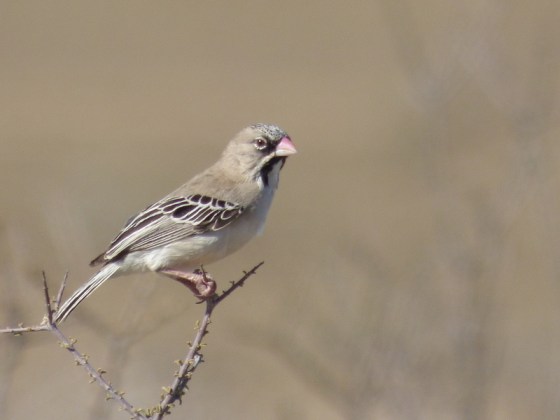 scaly-feathered finch